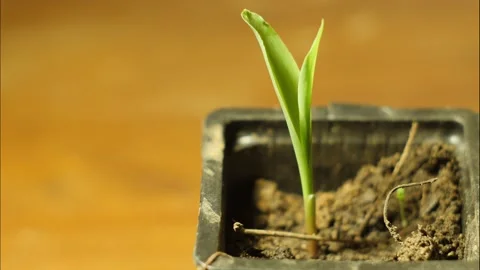 Plant growing in time lapse Stock Footage 194976346