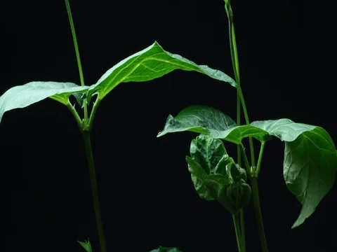 Plant growing time lapse Runner Beans Stock Footage 74166600