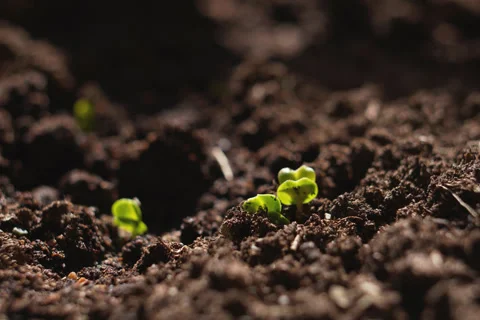 Plant Growing Timelapse Video stock 243230984