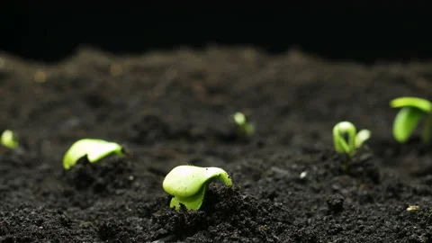 Plant Growing in Timelapse, Sprouts Germination, Green pumpkin seeds, Spring and Stock Footage