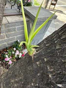Plant growing from tree bark Stock Photos
