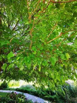 A plant growing in a tree Stock Photos