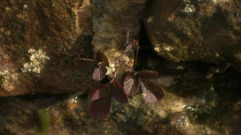 Plant growing on wall Stock Footage 714046