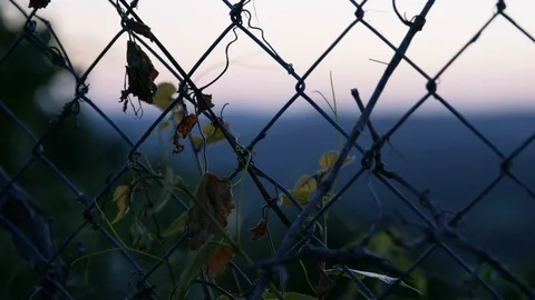 A Plant Grows Behind A Chain Link Fence Stock Footage 87397431
