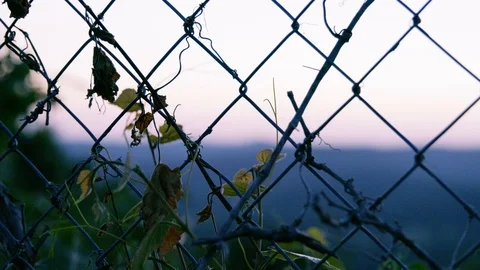 A Plant Grows Behind A Chain Link Fence Stock Footage 87397478
