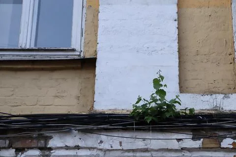 Plant grows between wires on a wall in an urban area during the evening 스톡 사진