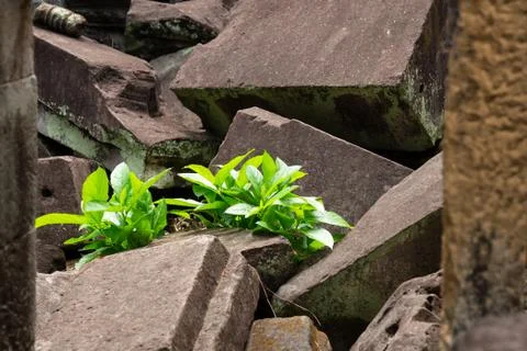 Plant grows in collapsed and crashed stone ruins and revives despite adverse Stock Photos