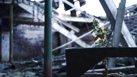 Plant grows in derelict collapsed building after fire Stock Footage 166468190