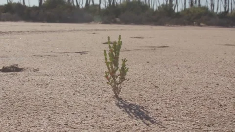 Plant Grows Despite All Odds Stock Footage 136639971
