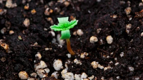 Plant grows Stock Footage 48193655