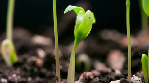 Plant grows Stock Footage 48198303