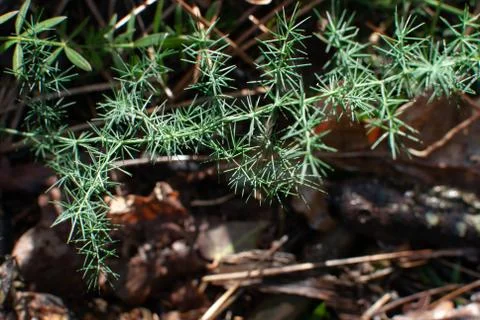 Plant grows on the forest floor Stock Photos