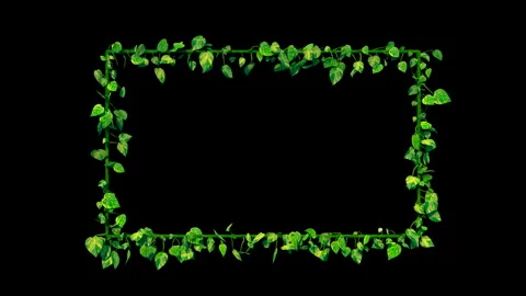 Plant grows to rectangle shape. Ivy / vine houseplant. Including Alpha channel Stock Footage 250158340