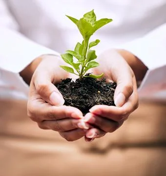 Plant, growth and woman hands in sustainability, green startup and eco friendly Stock Photos