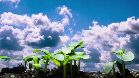 Plant growth on the background of clouds Stock Footage 153370380