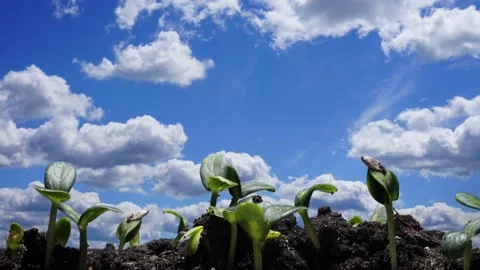 Plant growth on the background of clouds Video stock 153370394