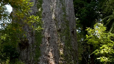 Plant growth on bark of massive ancient Tane Mahuta Kauri tree in Waipoua Forest Stock Footage 341940463