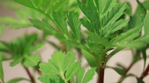 PLANT GROWTH 動画素材 52593965