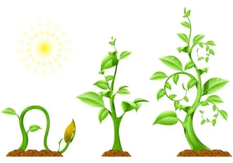 Plant growth Stock Illustration