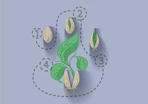 Plant growth Stock Illustration