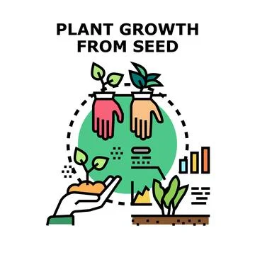 Plant growth from seed concept development process Stock Illustration