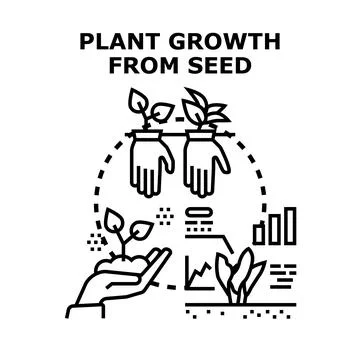 Plant growth from seed concept development process Stock Illustration