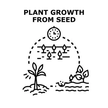 Plant growth from seed development process illustration Stock Illustration