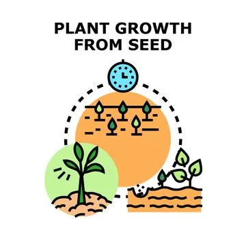 Plant growth from seed development process illustration Stock Illustration