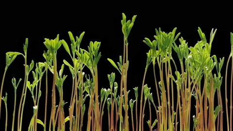 Plant Growth Time Lapse Stock Video Footage | Royalty Free Plant Growth ...