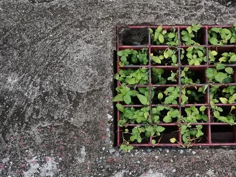 Plant in gutter and cement floor background Fotos de archivo