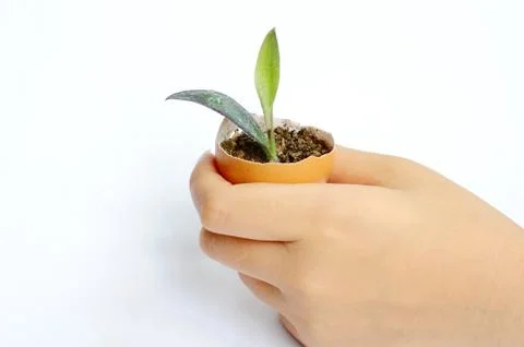 Plant in hand Stock Photos