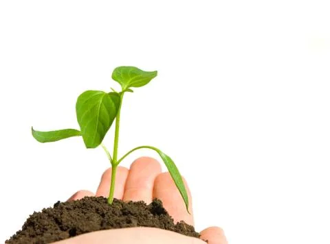 Plant in  hand Stock Photos
