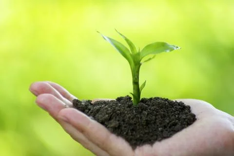 Plant in  hand Stock-Fotos