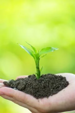 Plant in hand Stock Photos
