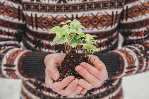 Plant in a hand at winter Foto stock