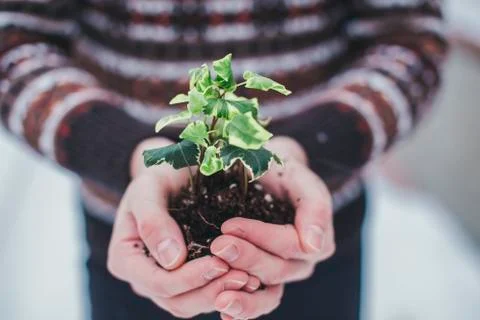 Plant in a hand at winter Stock Photos