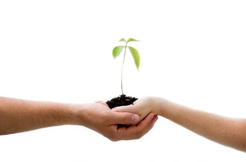 Plant in hands Stock Photos