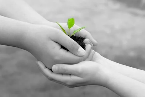 Plant in hands Foto stock