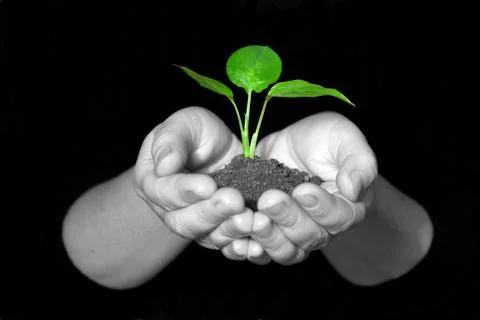 Plant in hands Stock-Fotos