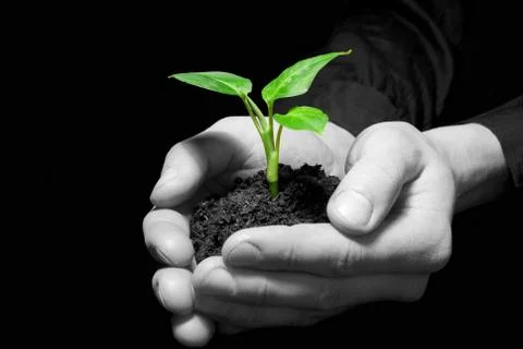 Plant in hands Foto stock