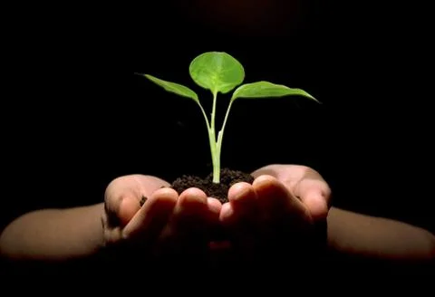 Plant in hands Stock-Fotos