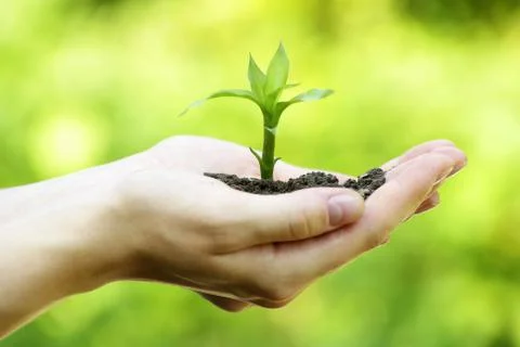 Plant in hands Foto stock