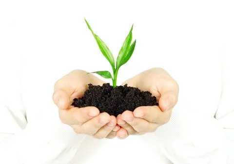 Plant in hands Foto stock