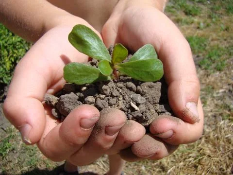 Plant in hands Foto stock