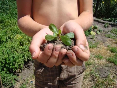 Plant in hands Stock Photos