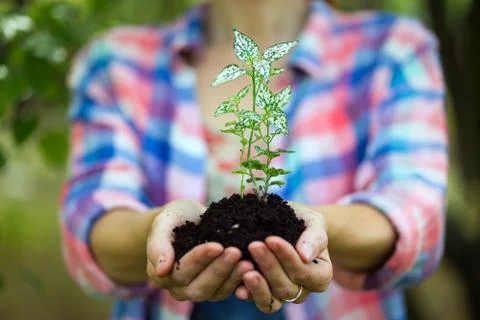 Plant in the hands Stock-Fotos