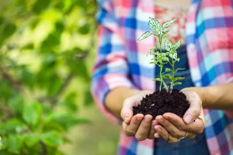 Plant in the hands Stock Photos