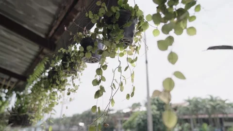 Plant hanging from ceiling Video stock 288005920