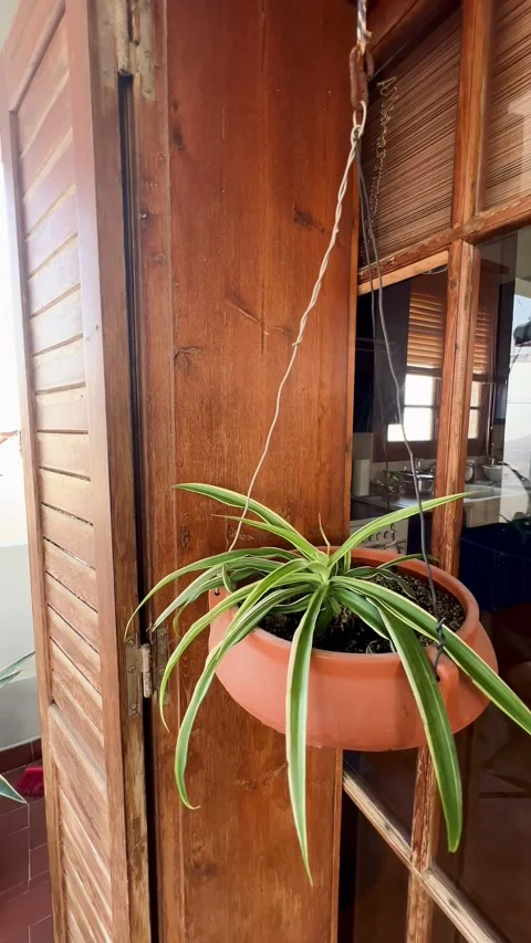 A plant in a hanging pot Stock Footage 278404703