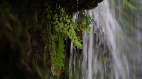 A Plant hangs from a cliff under a waterfall Stock Footage 74290794